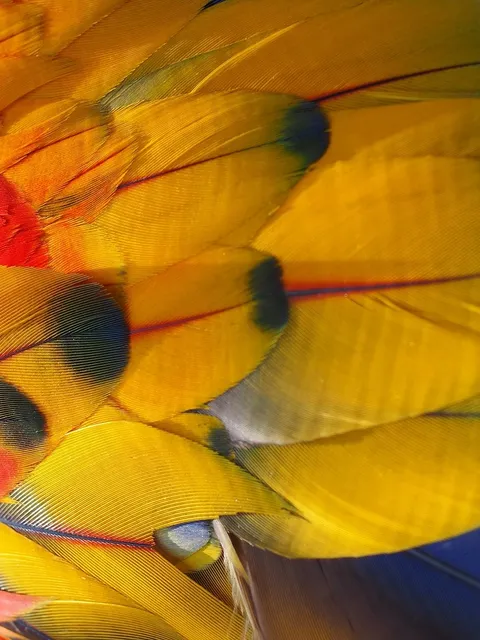 Elicotteri e Cacamberi